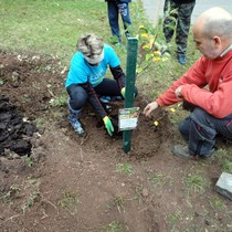 Projekt 72 hodin – sázení jabloní