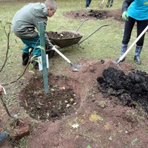 Projekt 72 hodin – sázení jabloní