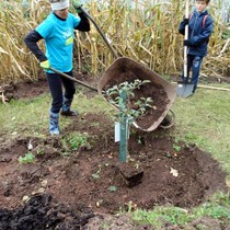 Projekt 72 hodin – sázení jabloní