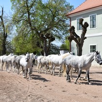 Exkurze Kladruby nad Labem