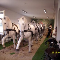 Exkurze Kladruby nad Labem